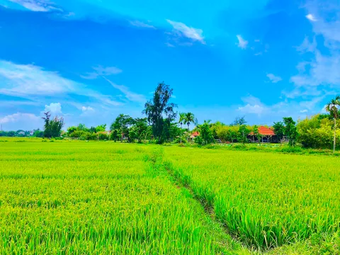 BÁN ĐẤT TRÀ QUẾ – VIEW LÚA CỰC ĐẸP – GẦN BIỂN AN BÀNG & SÔNG CỔ CÒ (MS470)